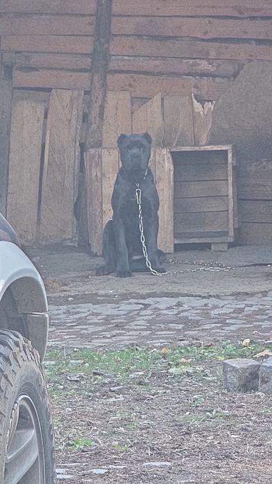 Кане корсо сиво мъжко