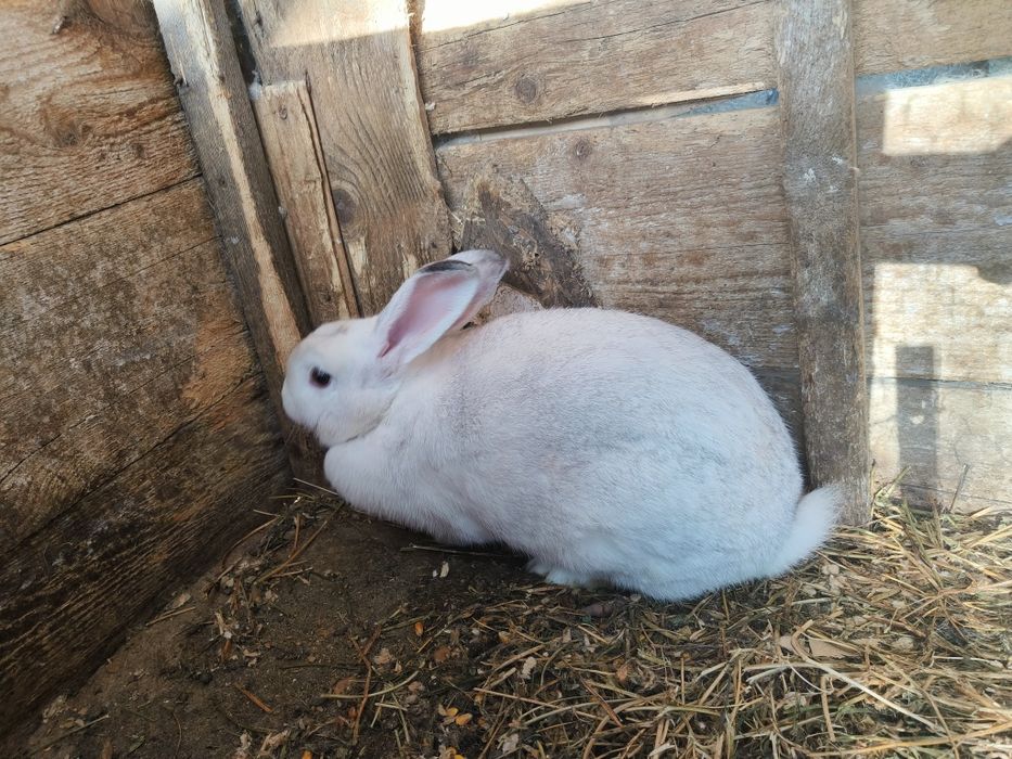 Vând iepuri tarcați