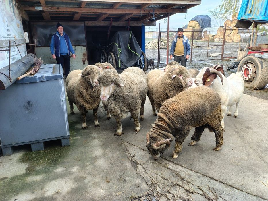 Berbeci merinos tapi boer