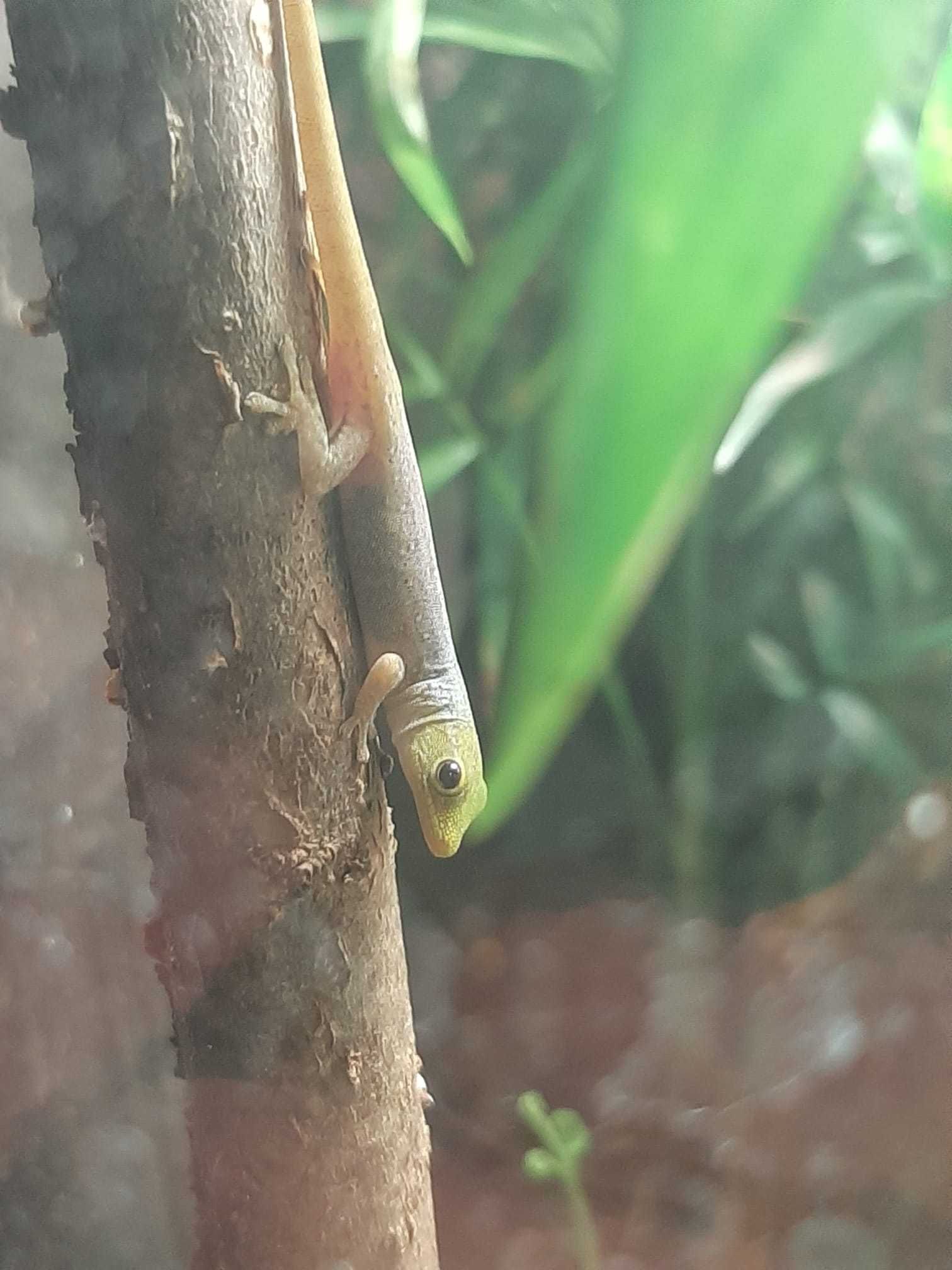 Vând cameroon dwarf gecko(lygodactylus conrai)