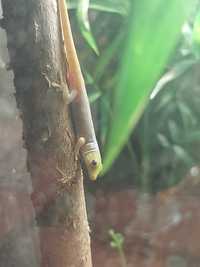 Vând cameroon dwarf gecko(lygodactylus conrai)