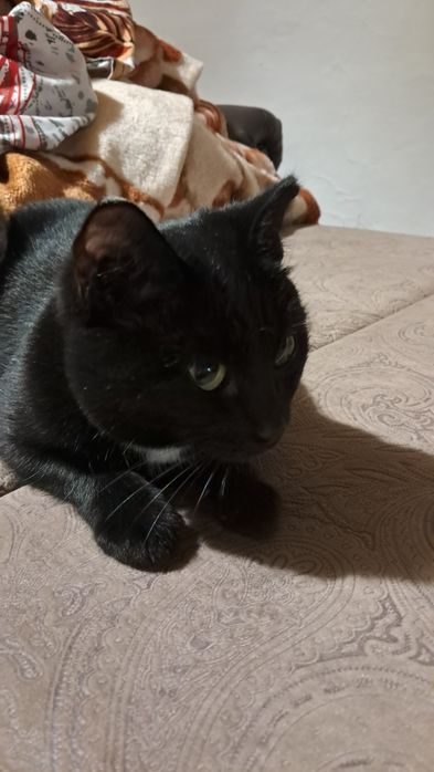 Отдам кошку и котёнка бесплатно  в хорошие добрые рукика в добрые ,хор