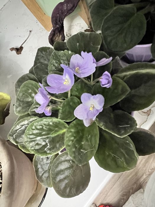 Фиалка район айгуль