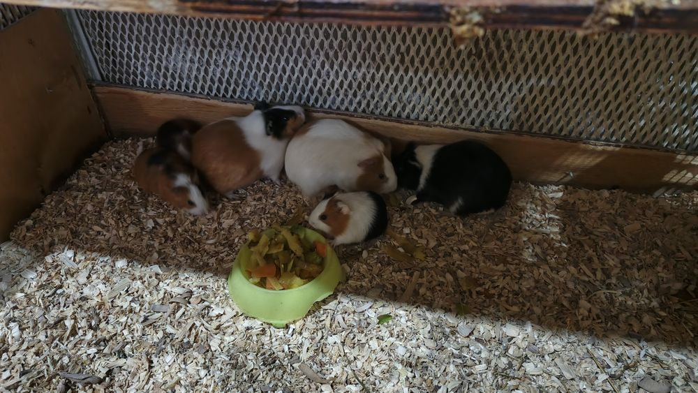 Продается морская свинка