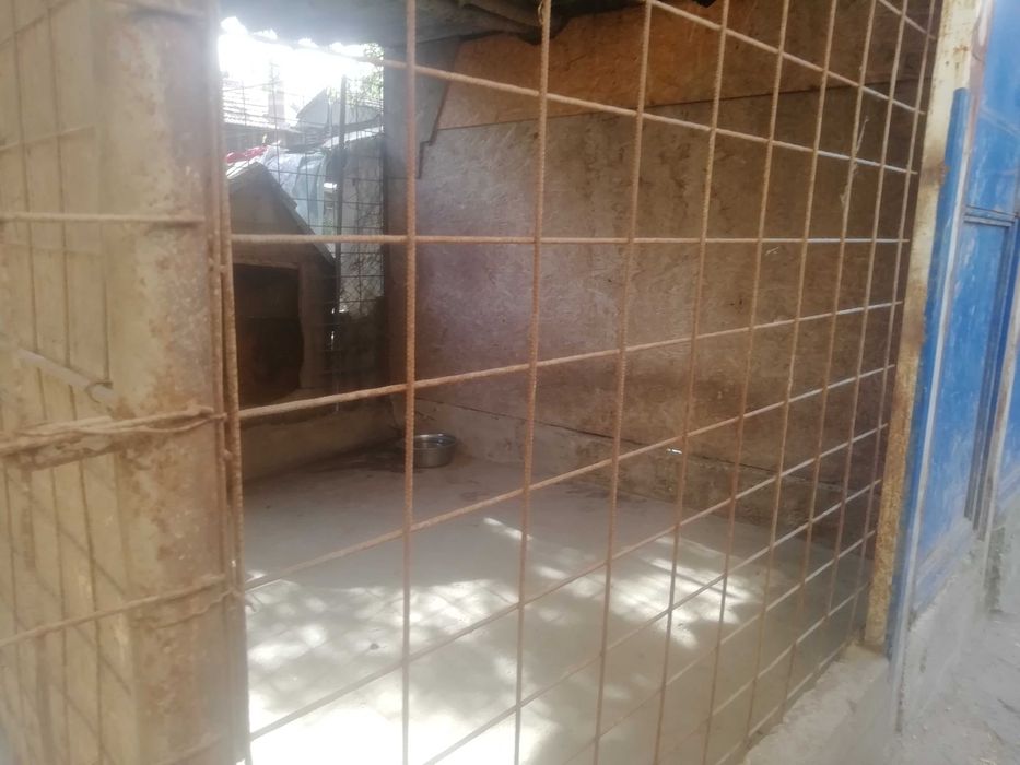 Foster Pensiune canina Cazare pentru caini PetSitter Hotel Giurgiu