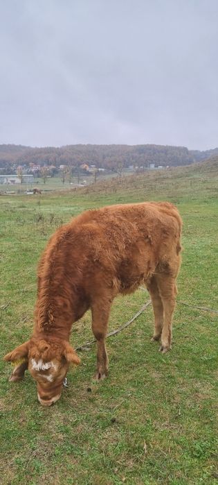 Vaca si vitea ( montata cu angus)