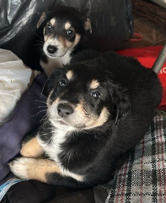 Щенята ищут дом