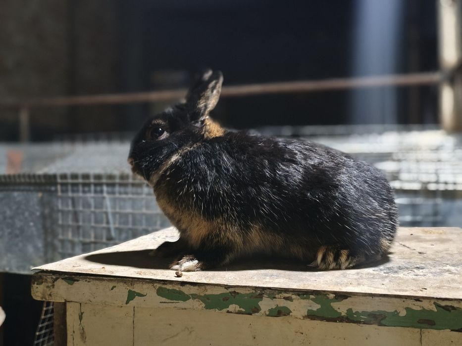 Karlik quon sotiladi