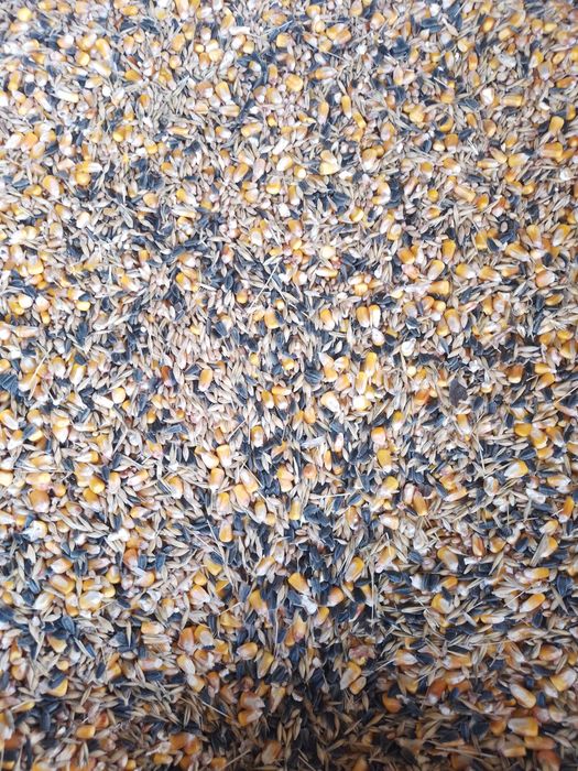 Vand porumb si amestec  cereale 2025