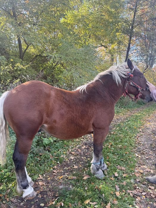 Vand manz , 1 an si 5 luni