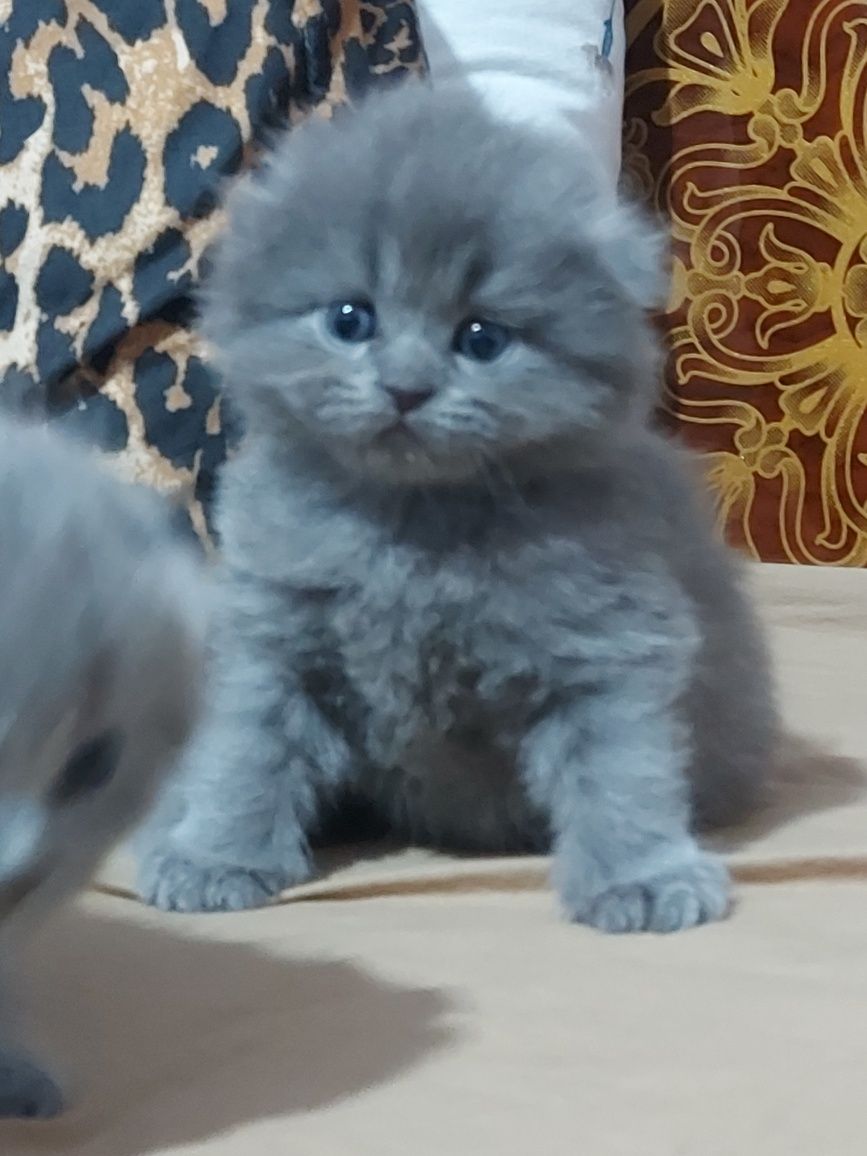 Британский toza zotli mushuklar