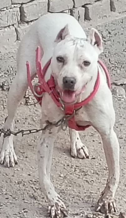 Argentina dogosi