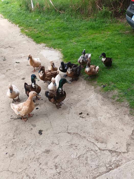 Ouă rață măcănitoare