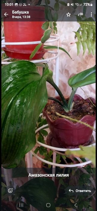 Цветы домашние много