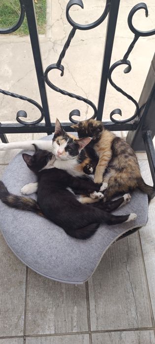 Котята бесплатно,в добрые руки