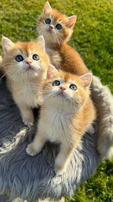 Британская золотая шиншилла