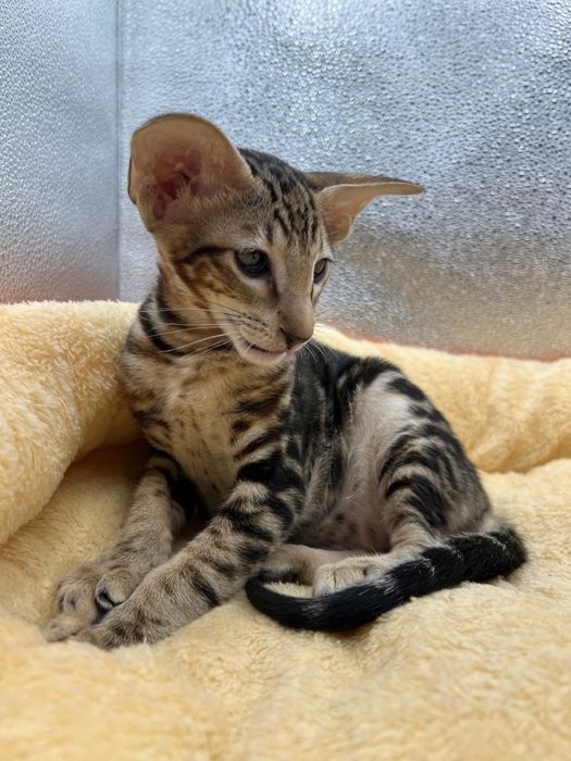 Ориентальные котята