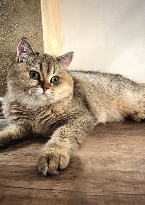 Британска късокосместа