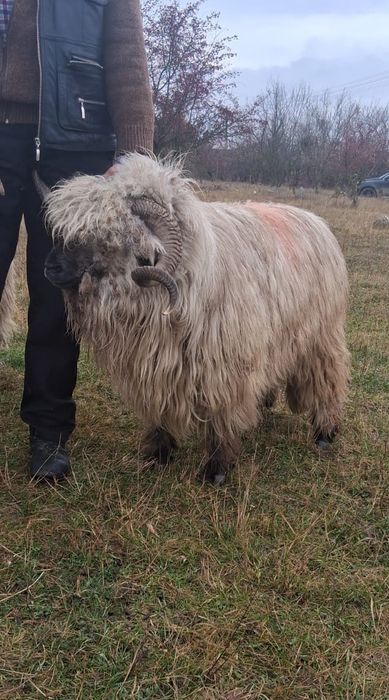 Vând berbecii bucălai