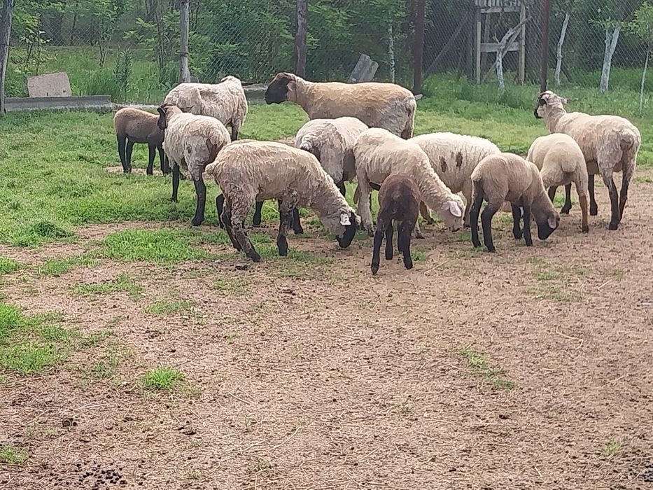 Vând mielute si oi  suffolk