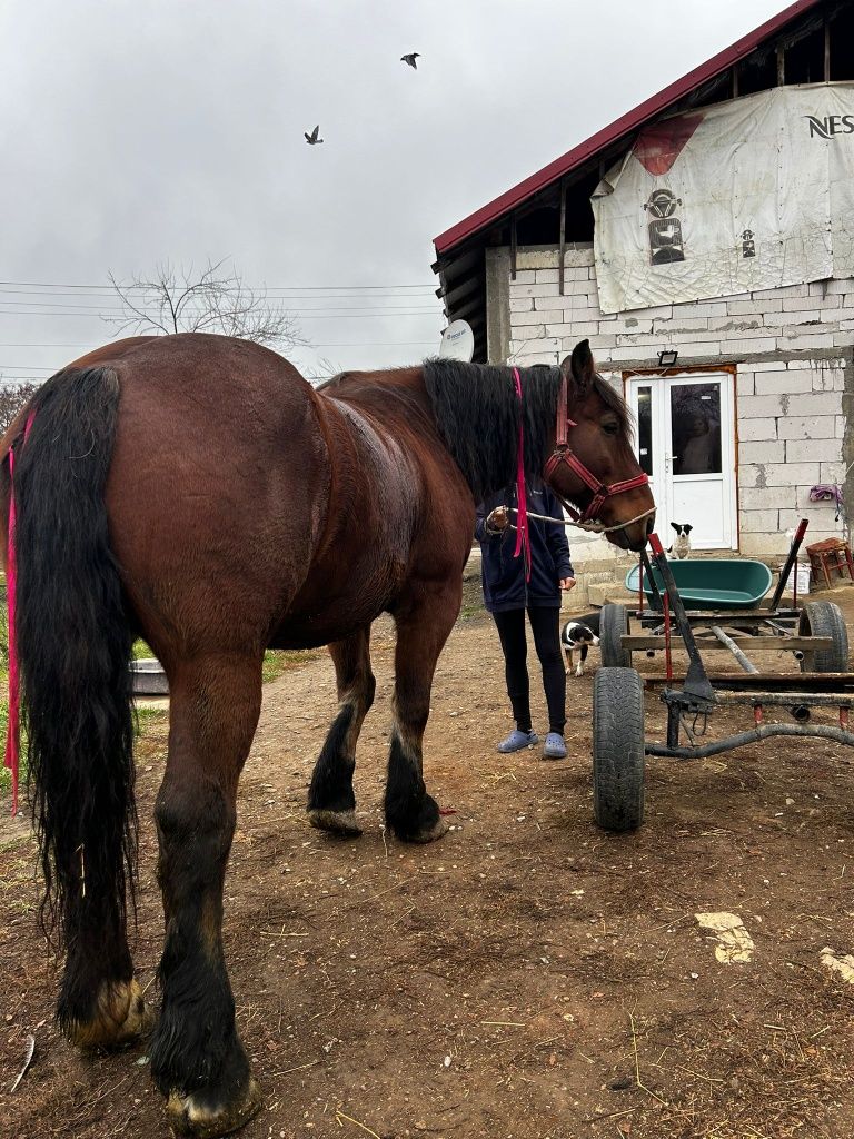 Cal maro,8 ani,mascul