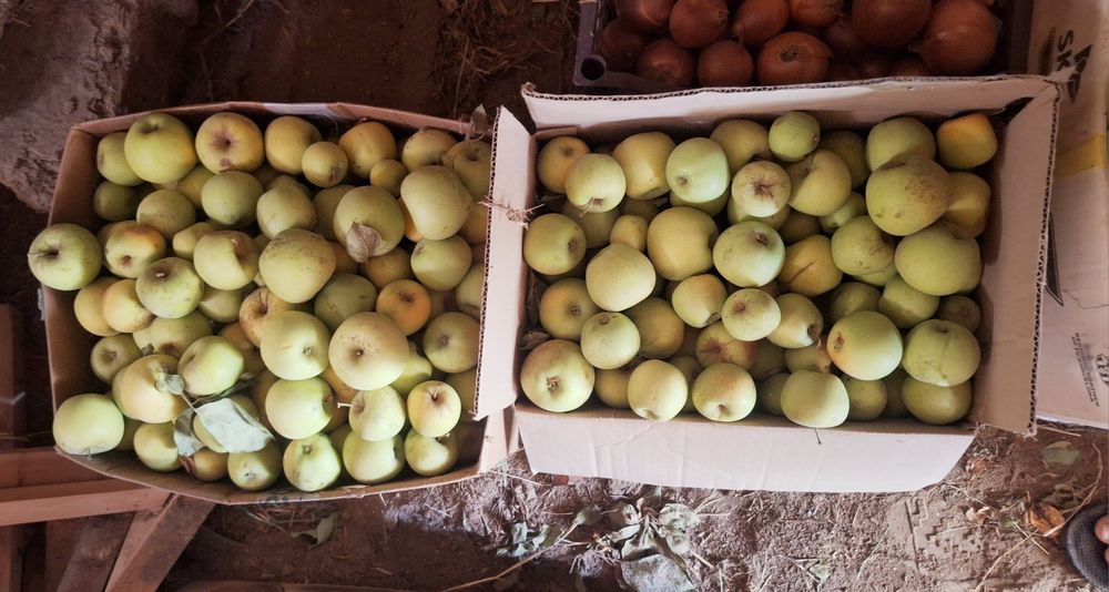 Olmalar optom sotiladi
