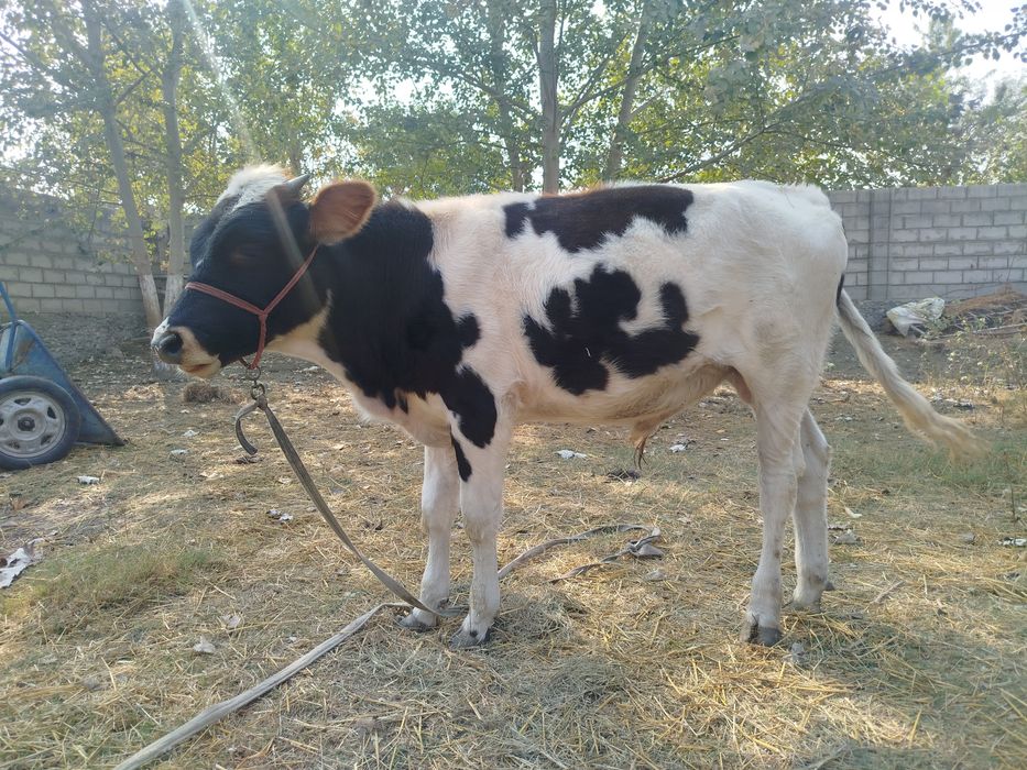 Buqacha sptiladi