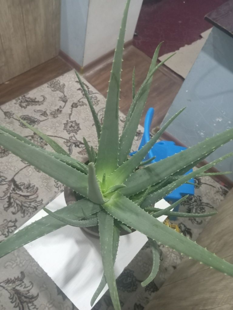 Aloy gullari sotiladi