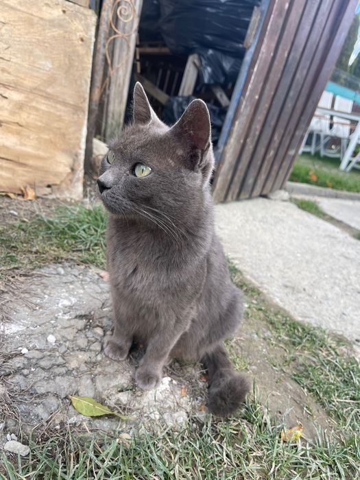 Donez pui de pisică și pe mama lor