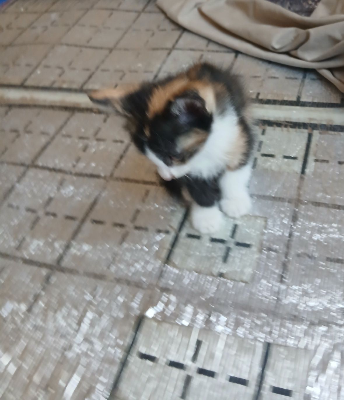 Котята, Мушукчалар.