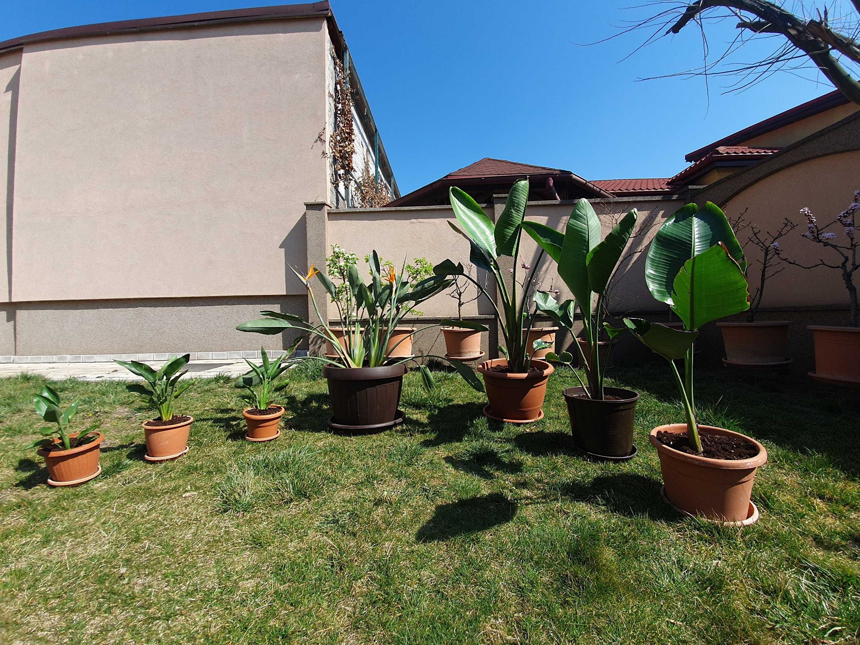 Strelitzia (Pasarea Paradisului) in ghiveci (neinflorita)