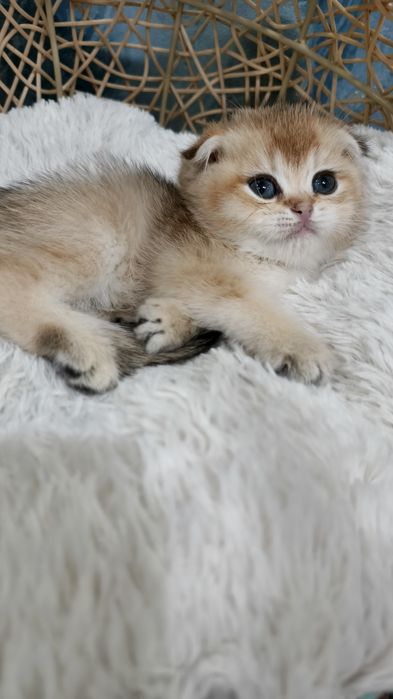 Продаётся чистокровная золотая шиншилла девочка скоттиш-фолд