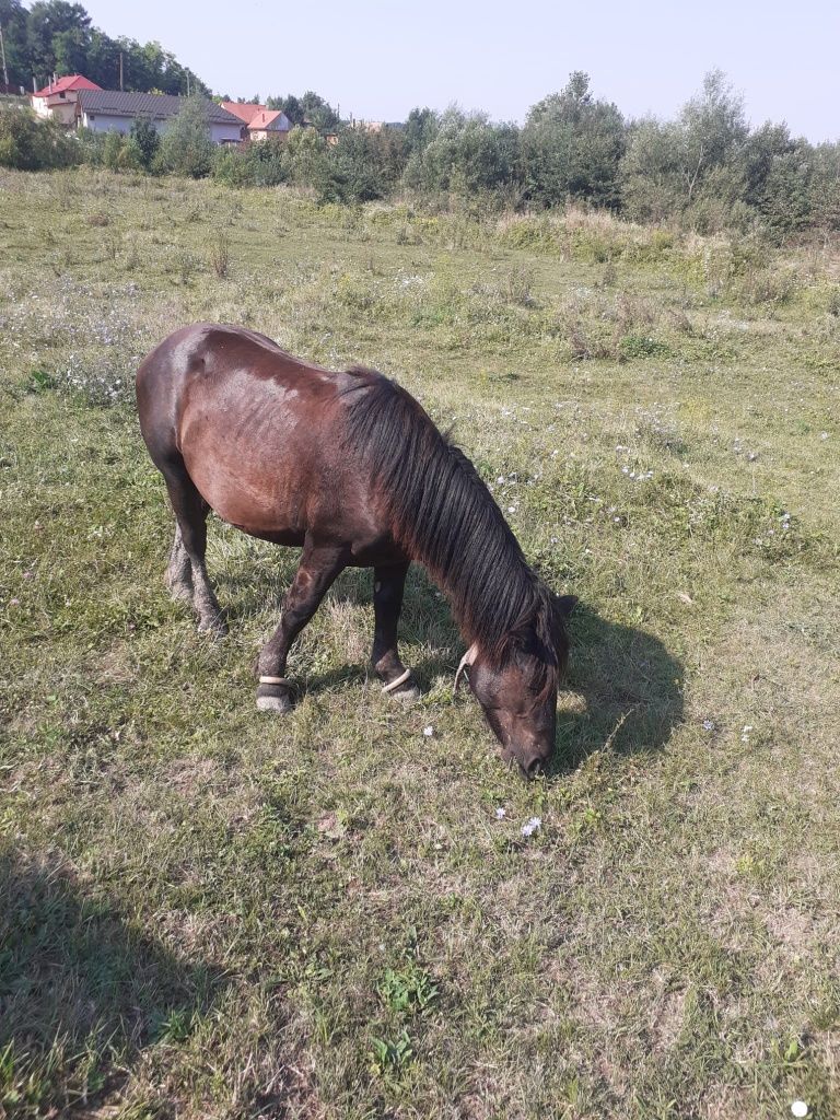 Vand manz negru de 1 an si 3 luni