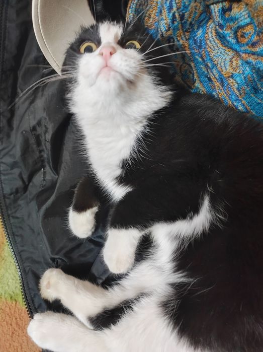 Котёнок 5месяцев , девочка