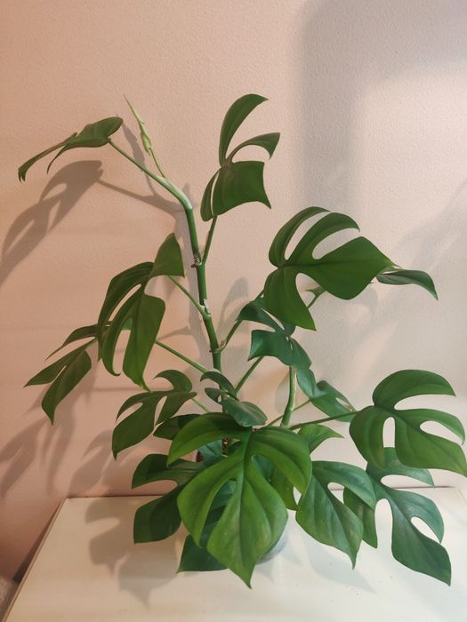 Монстера ( комнатное растение)