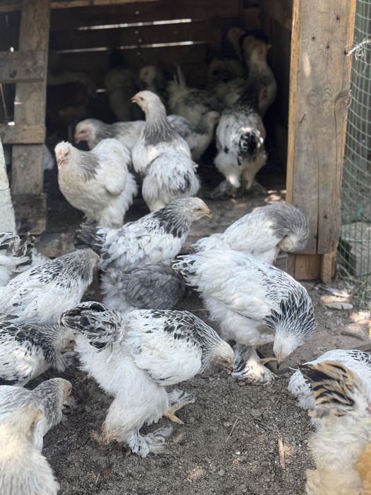 Брамы разного возраста