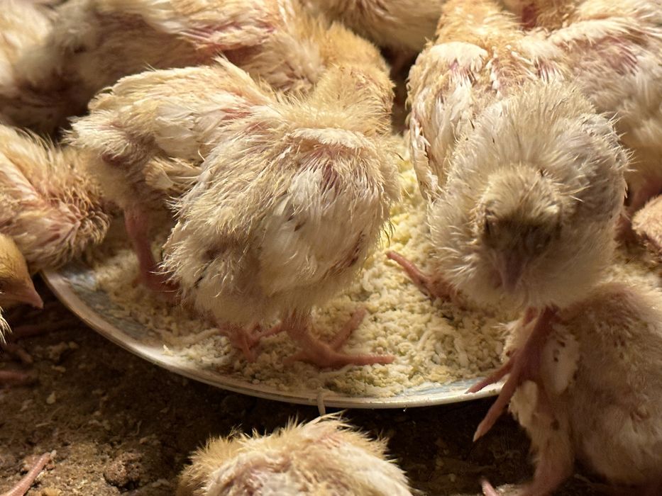 Prepelite Polar Gigant - 600 grame pui tineret si outoare