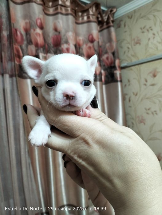 Щенки   чихуахуа