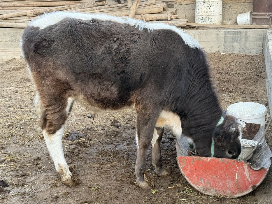1 жасар бука сатылады
