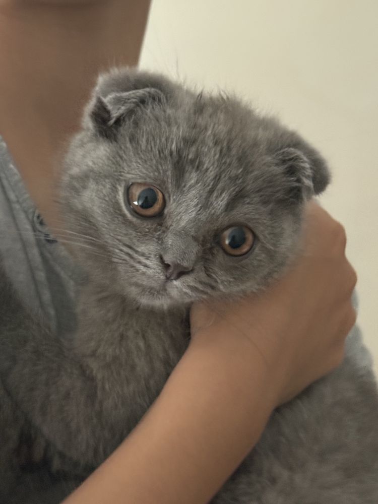 Шотландская веслоухая кошечка.