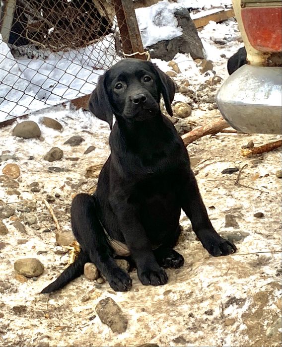 Щенки лабрадора ретривера
