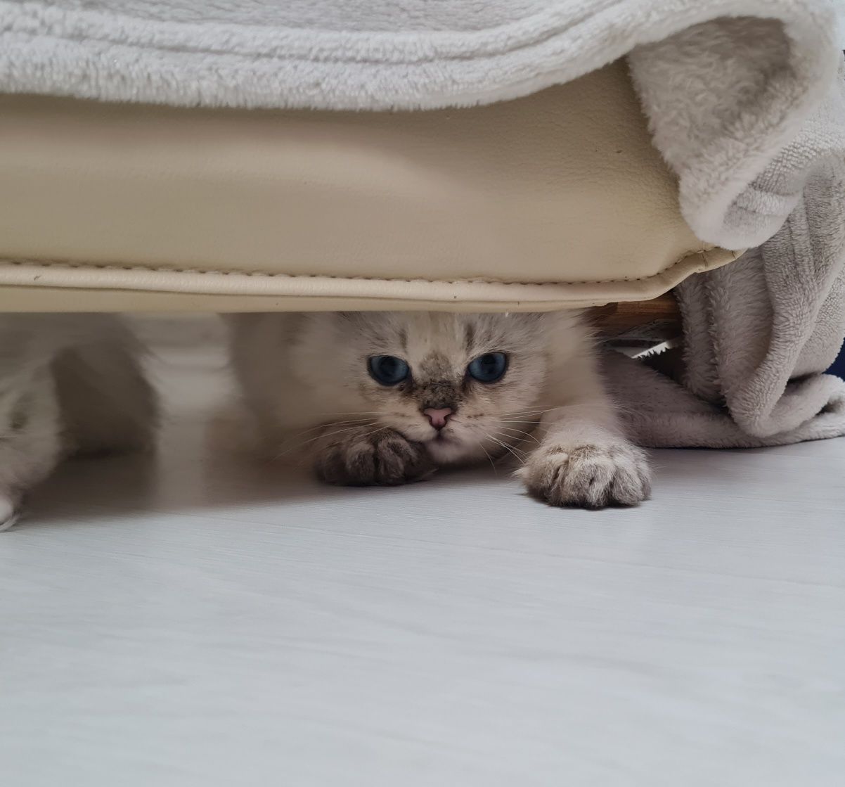 Motănel British Shorthair