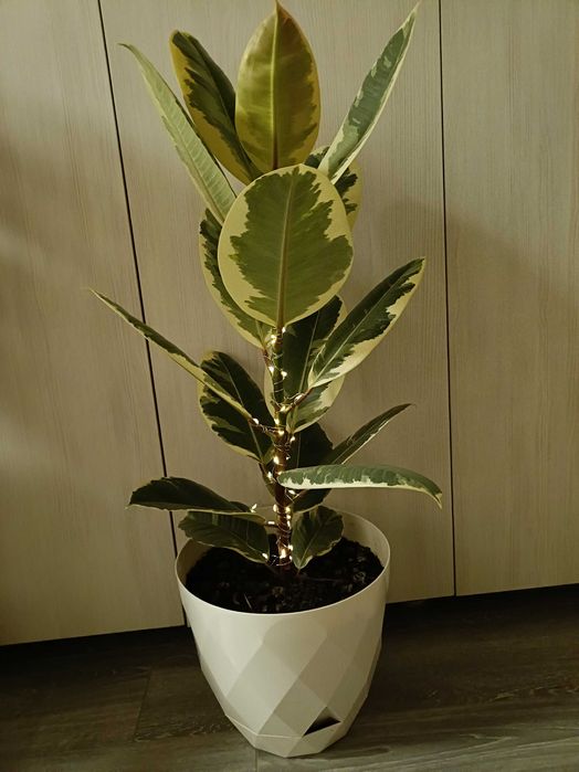 Ficus în degrade cu leduri luminoase