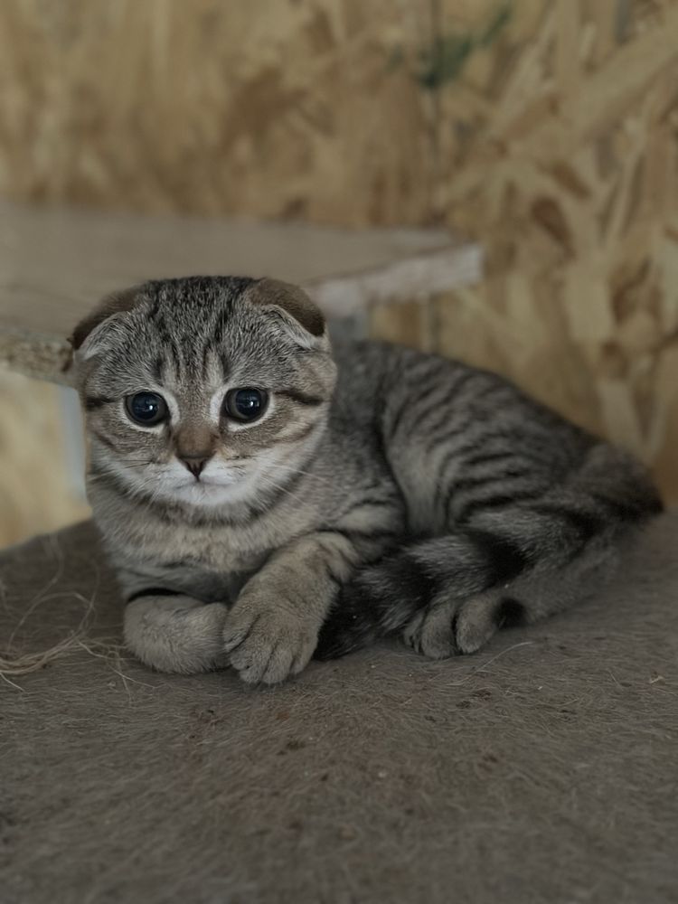 Британска, Шитландска чинчила