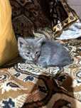 Котенок ищет дом