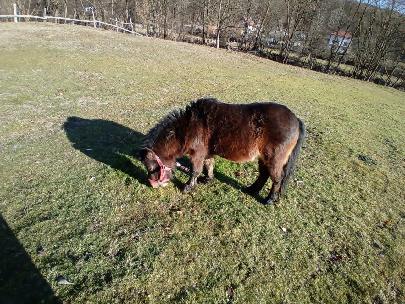 Vând ponei  blând