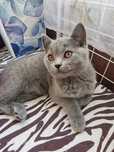Fetița Brithish shorthair