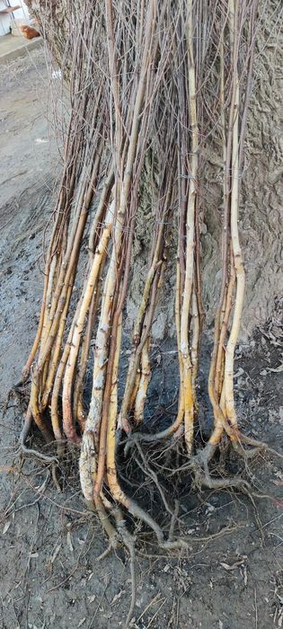 Puieți de mesteacăn alb