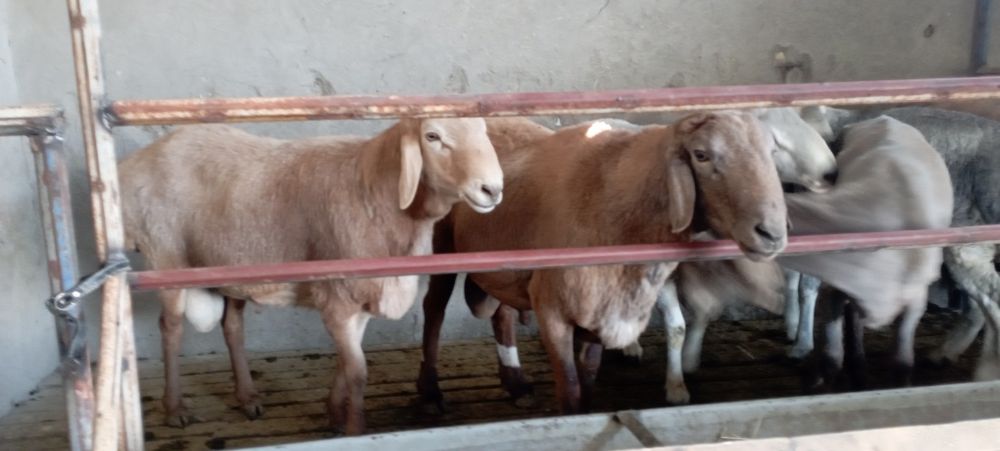 Киргиз катта кучкорлар уругликка