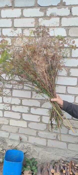 Укроп веник сухой